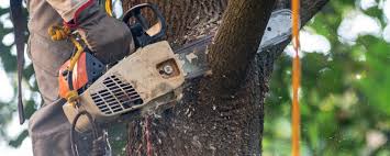 Best Fruit Tree Pruning  in Hometown, PA