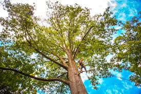 Best Tree Trimming and Pruning  in Hometown, PA