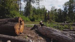 Best Arborist Consultation Services  in Hometown, PA