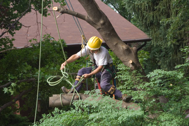 Hometown, PA Tree Care Company